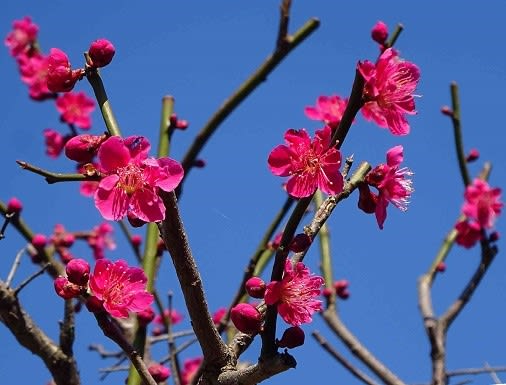 庭の花梅～「紅千鳥」 - Koba の庭～春夏秋冬