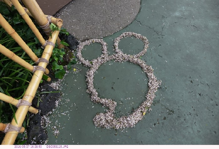 隠れミッキー センダンの花で描いたミッキーマウス ｔｄｌ 都内散歩 散歩と写真