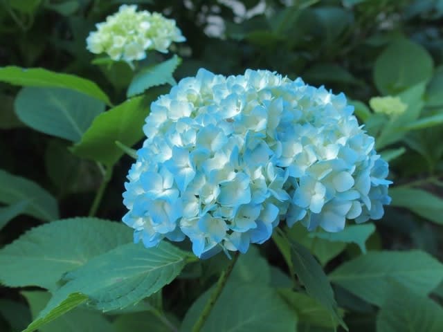アジサイ 梅雨空に映える青色花は6月4日の誕生花 Aiグッチ のつぶやき