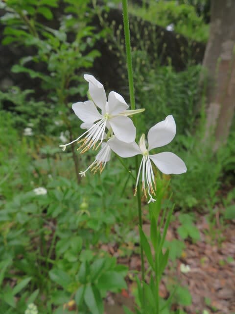 名前どおりに白い蝶が羽ばたいているような ハクチョウソウ 夏の花 21 009 野の花 庭の花