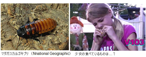 動物 のブログ記事一覧 2ページ目 Yes We Love Science