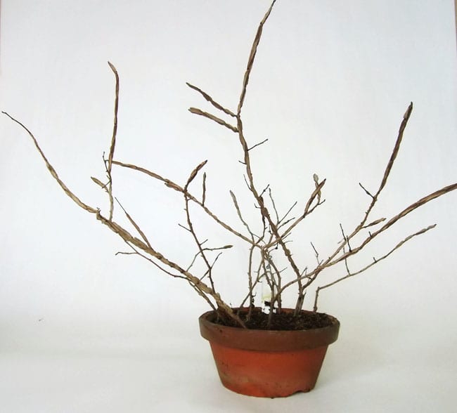 ハルニレ（コブニレ） 挿し木苗の移植 群境介と幸子の盆栽ブログ