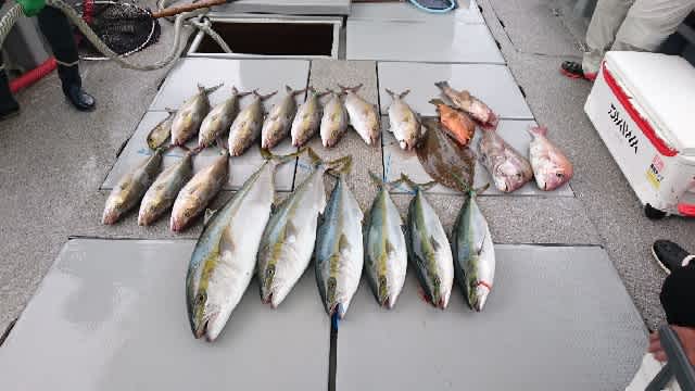 イカ泳がせ釣りに行ってきました Gooブログはじめました