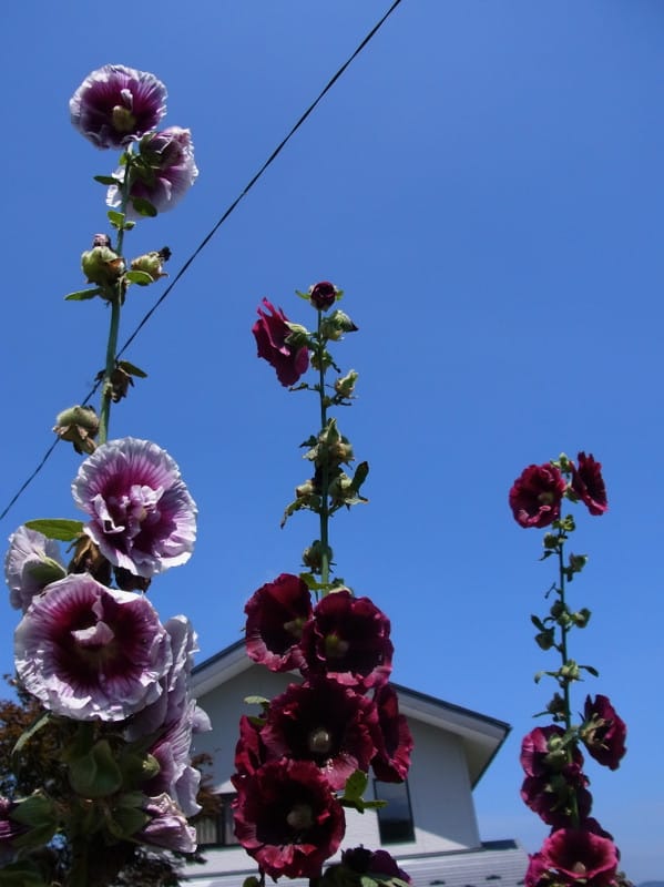 12年7月のブログ記事一覧 いつもiらしく 12年7月のブログ記事一覧 いつもiらしく