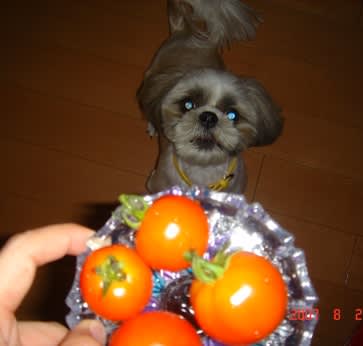 キューティトマト ちびqがゆく