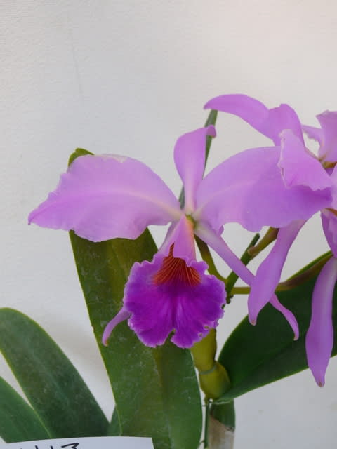 岩手蘭友会の洋ラン カトレア ジェンマニー 19年11月29日 金 Peaの植物図鑑 岩手蘭友会の洋ラン カトレア ジェンマニー 19年11月29日 金 Peaの植物図鑑