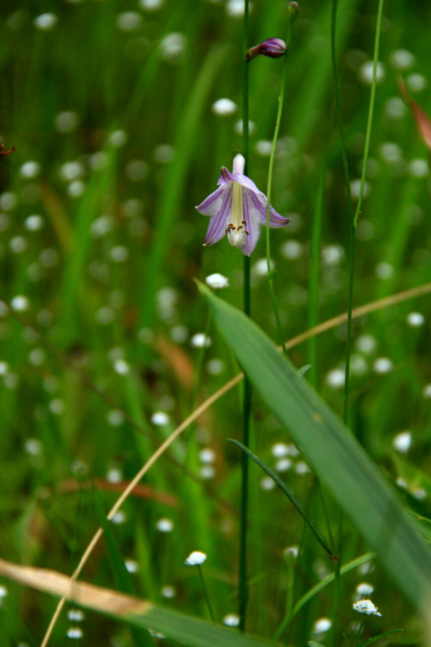 季節の花　コバギボウシ（小葉擬宝珠）とハギ（萩）の画像