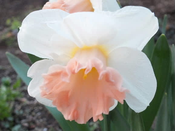 スイセン ピンクパラソル 小さな庭のナチュラルガーデニング スイセン ピンクパラソル 小さな庭のナチュラルガーデニング