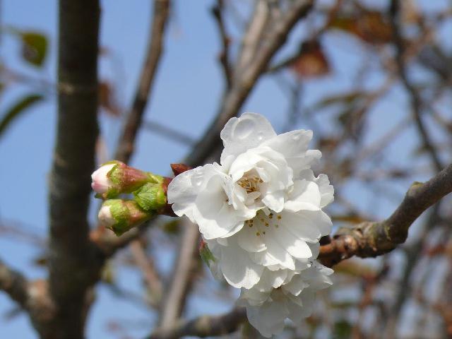 ジュウガツザクラ（十月桜） - peaの植物図鑑