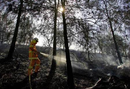 オーストラリアのコアラ生息地 森林火災で危機に 新聞に見るオーストラリア