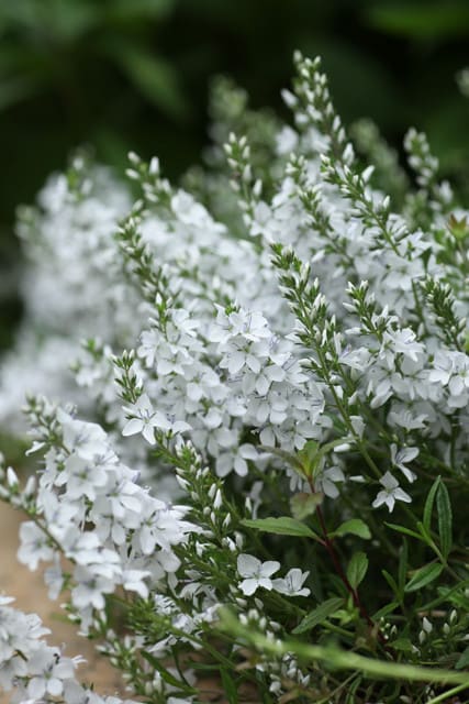 ベロニカ プロストラータと5月に咲く白い花 本日開花なり