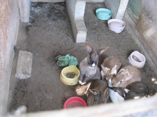 悲惨な学校ウサギ 教育現場で 動物の命 をどう扱うべきか 動物たちにぬくもりを 悲惨な学校ウサギ 教育現場で 動物の命 をどう扱うべきか 動物たちにぬくもりを