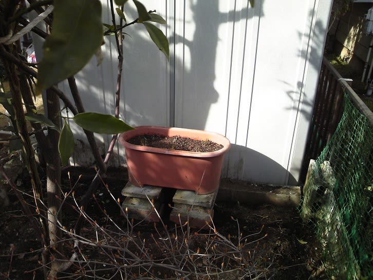 ３月５日 プランター破損のため ニラを植替えました ビギナーの家庭菜園