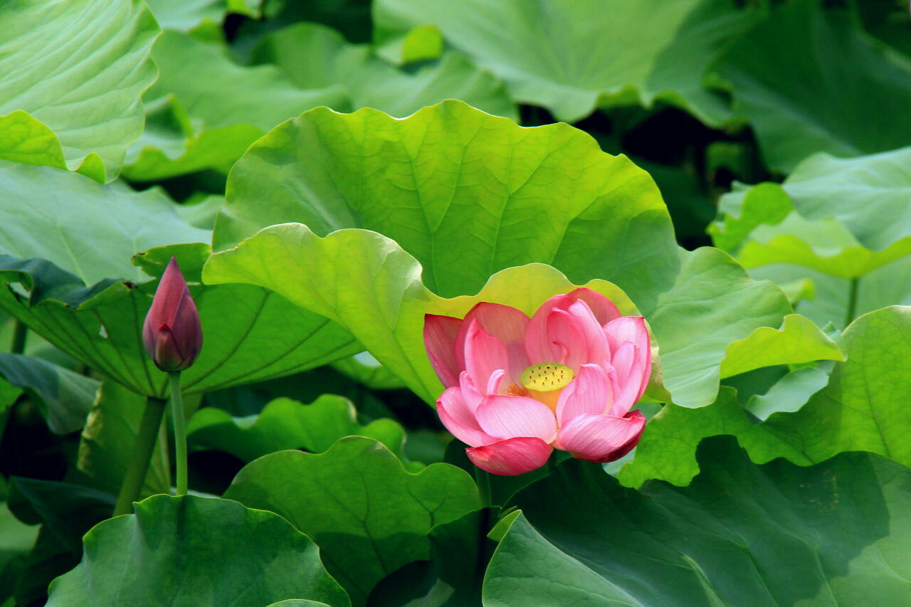 季節の花　ハスの画像