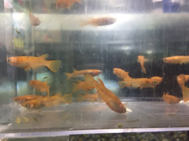 メダカ入荷情報 かねだい草加店ブログ