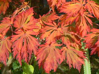 ヒナウチワカエデ　鶏冠山/ 495 ヒナウチワカエデ 鶏冠山/ 495 - メルカリ