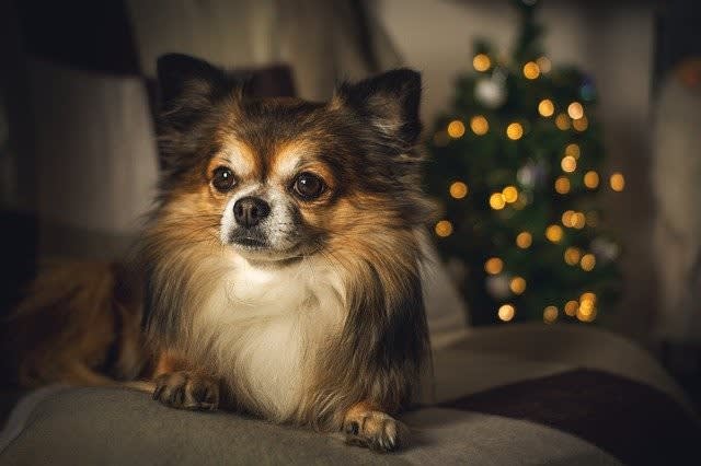 クリスマスからイースターまで 英語生活ノおト A クリスマスからイースターまで 英語生活ノおト A