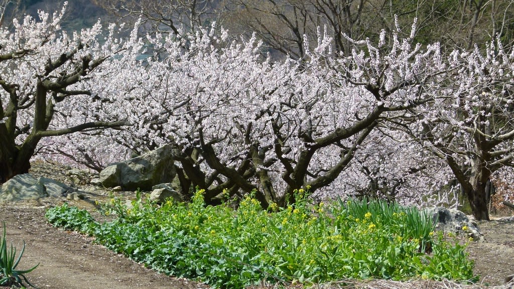 （真作）丘は杏子の花盛り