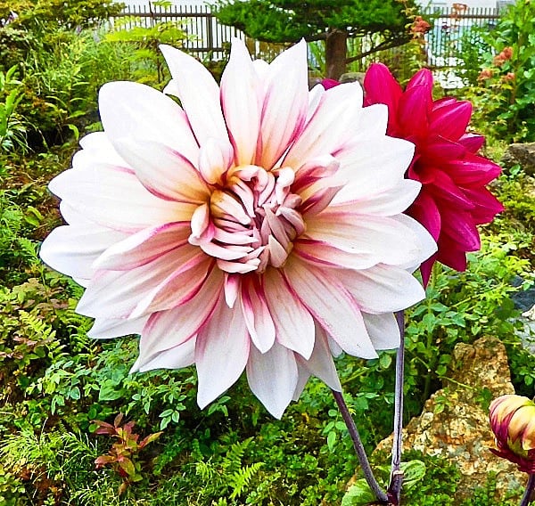 似ても似つかない花が二つ背中合わせで咲いた 丸プランター植えのダリア 結納 タックの庭仕事 黄昏人生残日録