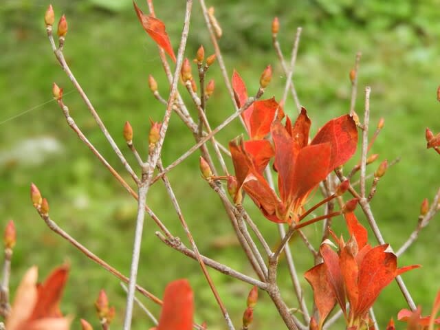 ドウダンツツジの紅葉と冬芽 対話とモノローグ