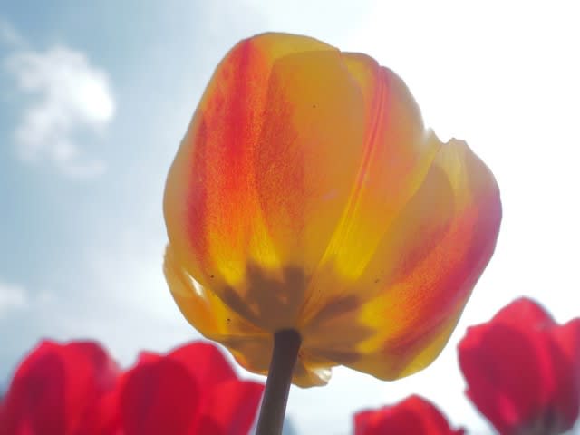 チューリップ 黄色花は1月15日の誕生花 Aiグッチ のつぶやき