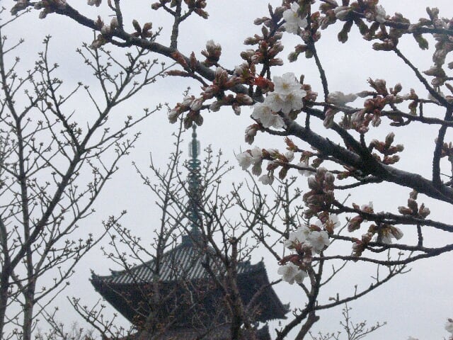 仁和寺：名勝御室桜はまだ一分咲き