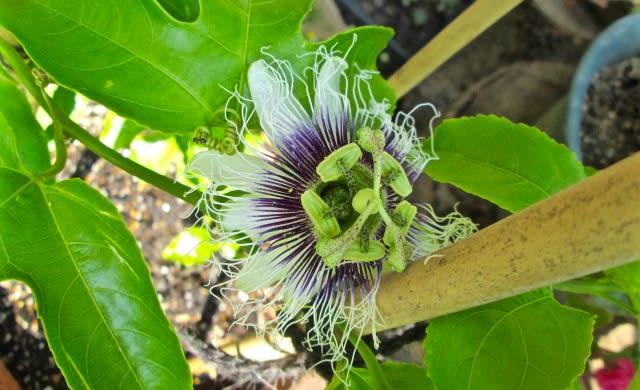 パッションフルーツの花が咲いた 夫婦で楽しむナチュラル スロー ライフ