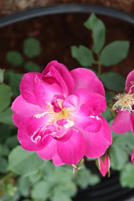 半八重の濃いピンクから紫色のバラ インターナショナル ヘラルド トリビューン 春薔薇シリーズ 21 032 野の花 庭の花