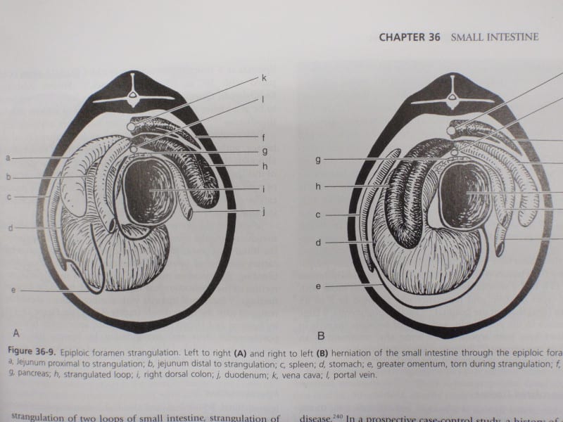 網嚢 Lesser sac JapaneseClass.jp