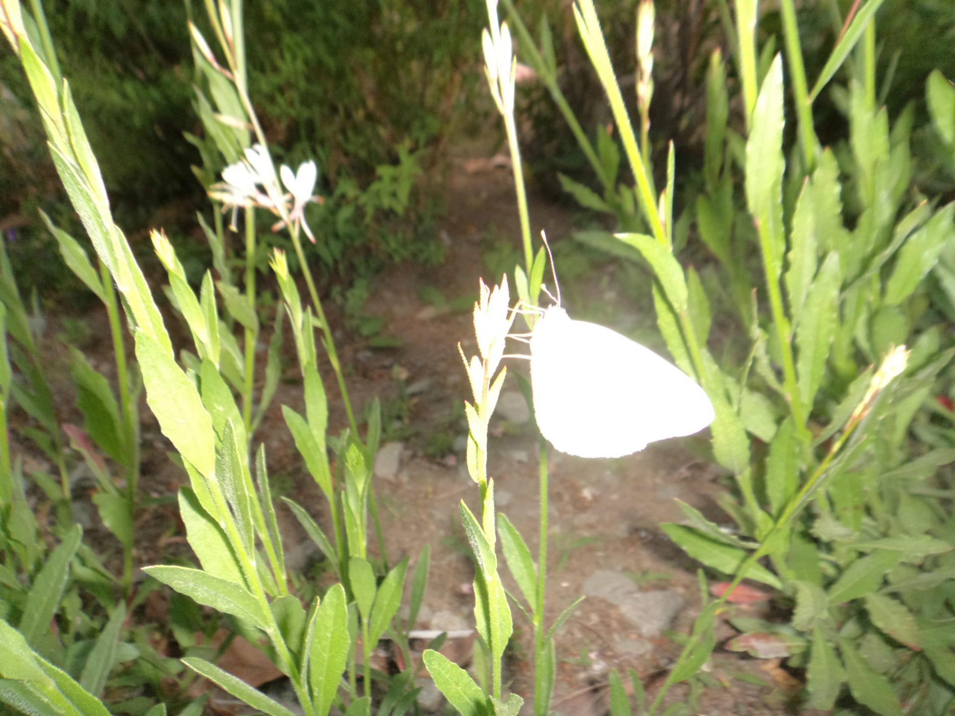 鷺草に似た白い花 横野平の白い雲