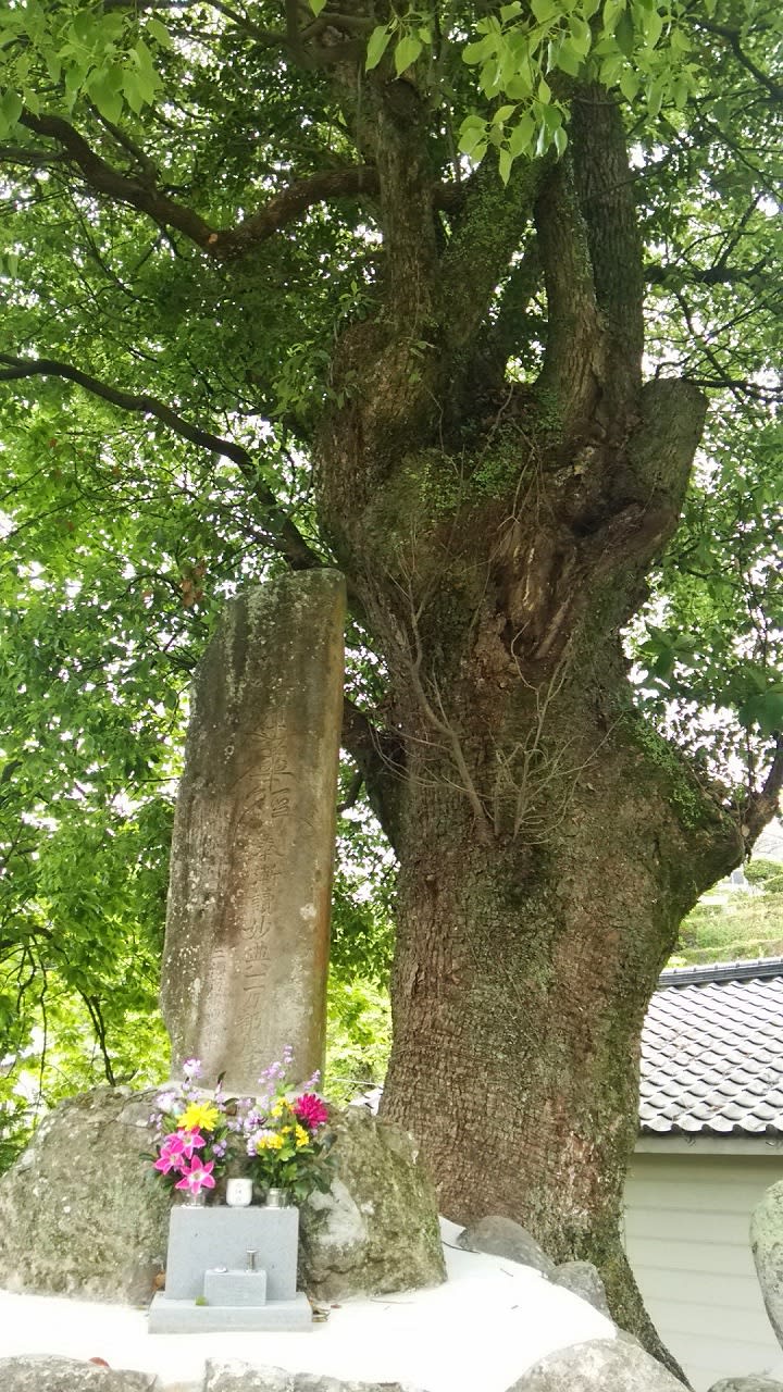 コロンボ のブログ記事一覧 2ページ目 カワセミ側溝から 旧続 中岳龍頭望 コロンボ のブログ記事一覧 2ページ目 カワセミ側溝から 旧続 中岳龍頭望