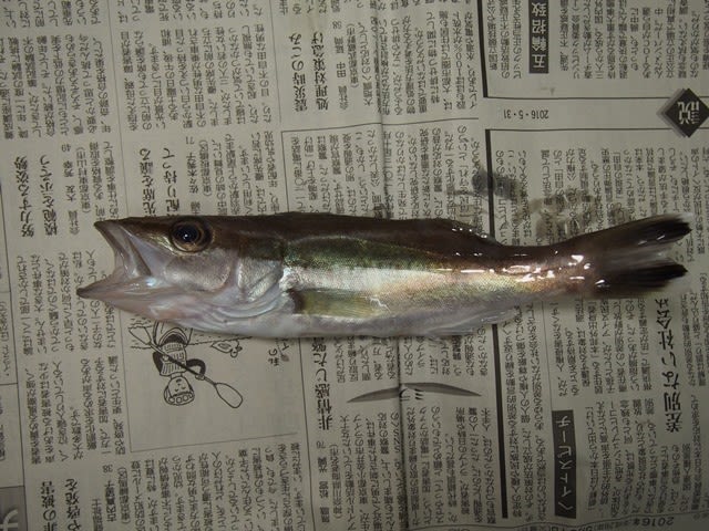 アラ いぞらど Isolado 魚骨日誌