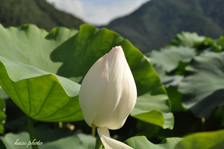 綿内の蓮根畑と蓮の花 ｋａｚｕの園芸日記