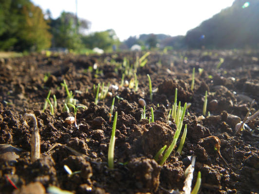 うっすらと小麦が発芽 東京里山農業日誌 うっすらと小麦が発芽 東京里山農業日誌