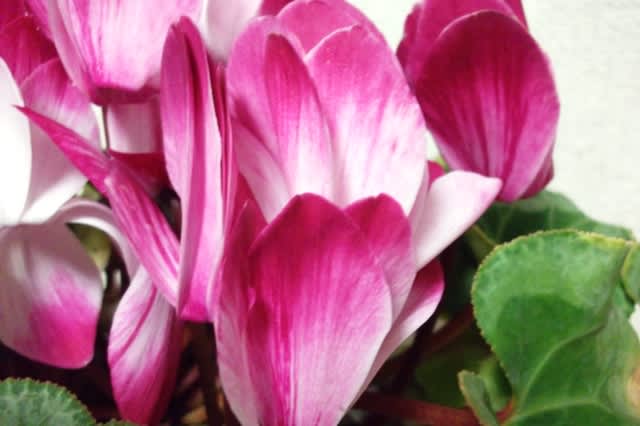 シクラメン 別名カガリビバナ ブタノマンジュウ Tami の 玉手箱 シクラメン 別名カガリビバナ ブタノマンジュウ Tami の 玉手箱