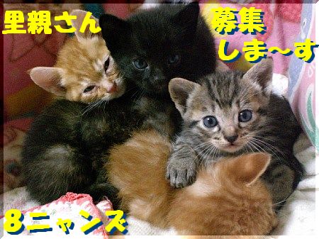 生後１ヶ月弱の子猫 茶トラ５匹 黒 黒トラ サビちゃんです わんにゃん里親募集中