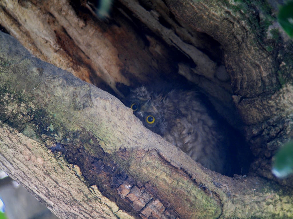 アオバズクの親子②の画像