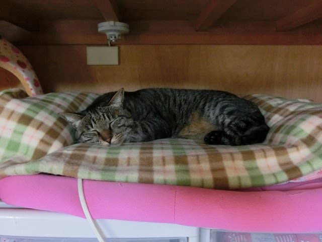 猫もベッドから落ちる ドサッ とらたまくろむうこと的生活