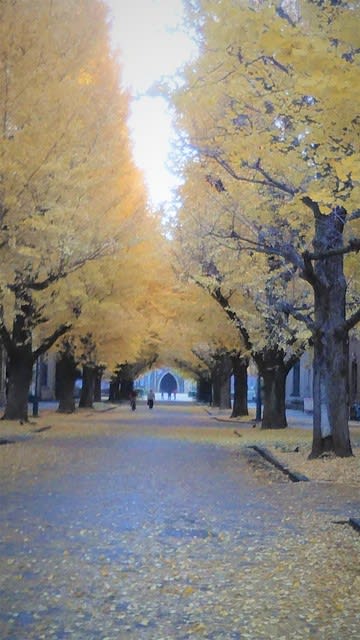 ちょこっとピークを過ぎた 東京大学構内のイチョウ並木紅葉 拓栄建設株式会社 社長のブログ