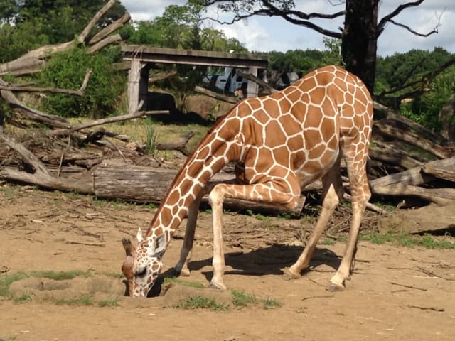 猛暑で苦しいキリン キリン 生茶 185g 缶 20本入 緑茶 お茶 : いわゆるソフト
