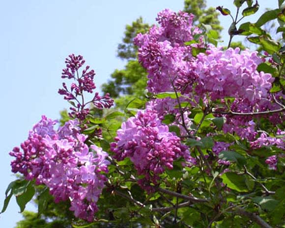 紫丁香花 ムラサキハシドイ 日々好日