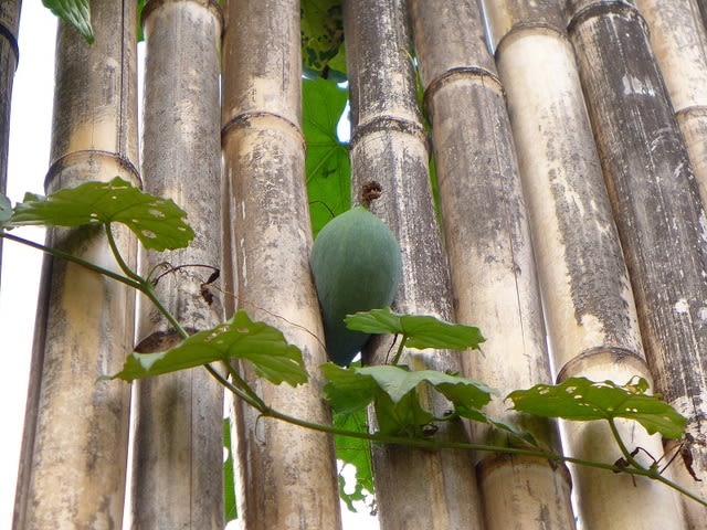 キカラスウリ