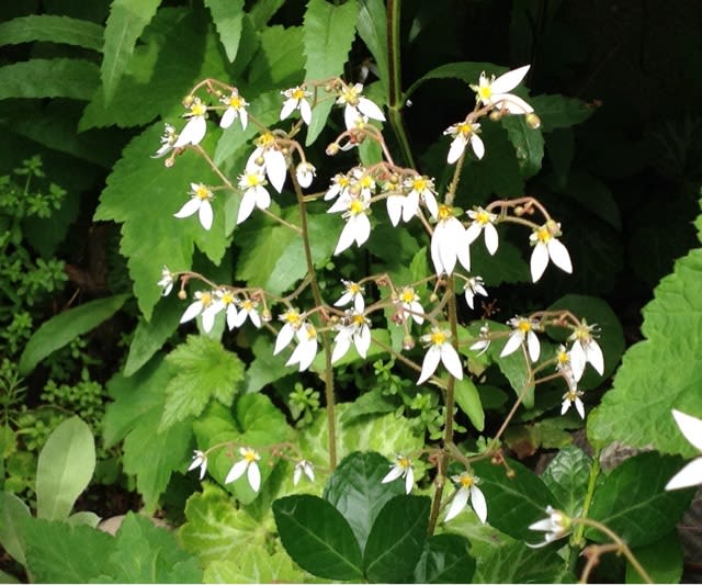 ユキノシタ 白い花 小さな苔たち こすもす ぐりーん