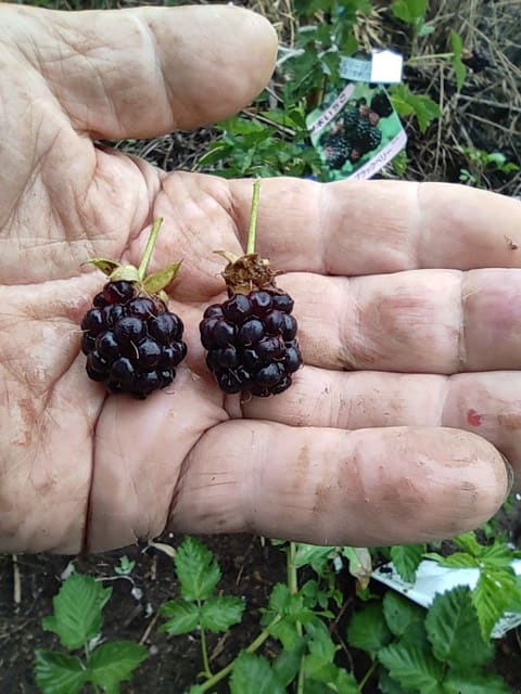 ブラックベリー ボイソンベリー の初収穫 上州の素人菜園