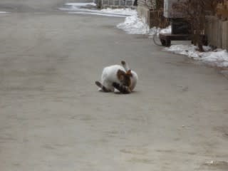 ソウルののらねこ