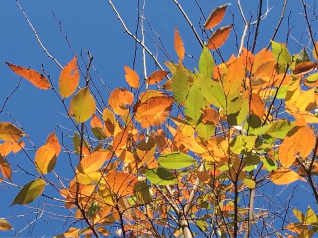 ケケケの正体 日曜絵かきの散歩道 doucement doucement ケケケの正体 日曜絵かきの散歩道 doucement doucement