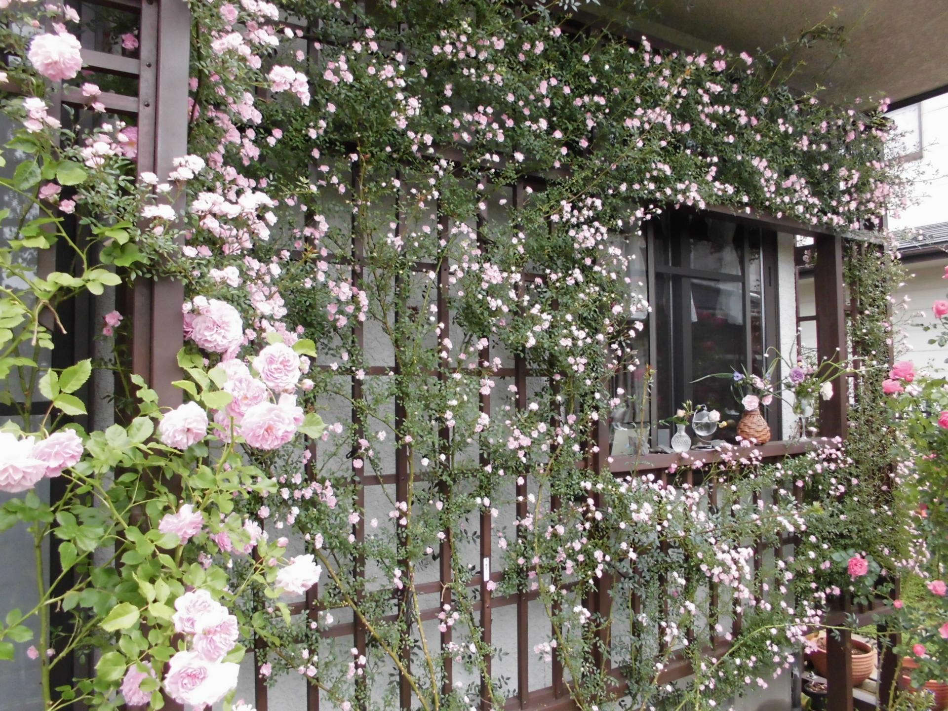 手作り大型トレリスに咲く夢乙女 ポールズヒマラヤンムスク 四季彩ガーデンにようこそ