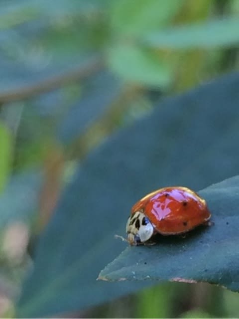 てんとう 虫 寿命 てんとう 虫 寿命