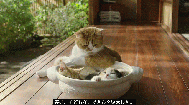 Y Mobile ワイモバイル のcmねこ へそまがり姫 あっちこっち