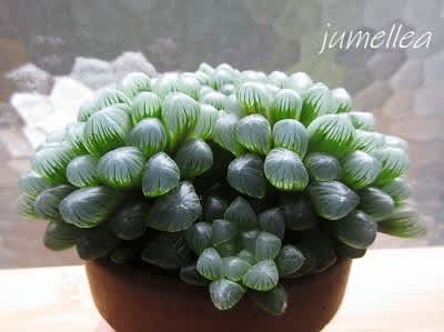 多肉ハオルチアオブツーサ 蘭すきです 開花記録 暮らしノート